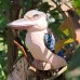 Wudimals® Kookaburra